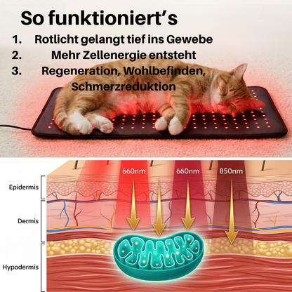 NEU - PfotenLicht Rotlicht-Therapiematte & -Gürtel für Katzen