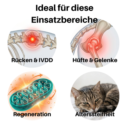 NEU - PfotenLicht Rotlicht-Therapiematte & -Gürtel für Katzen